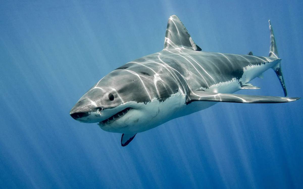 Белая акула #6