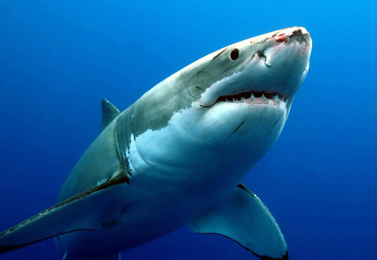 Белая акула #11
