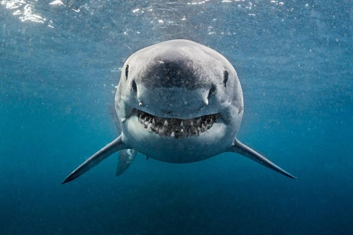 Белая акула #16