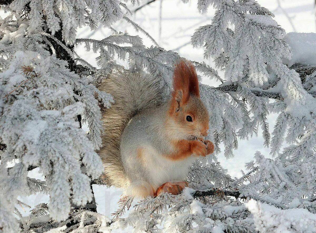 Картинки белок зимой. Животные зимой. Бела зимой. Зимняя белка. Белочка зимой.