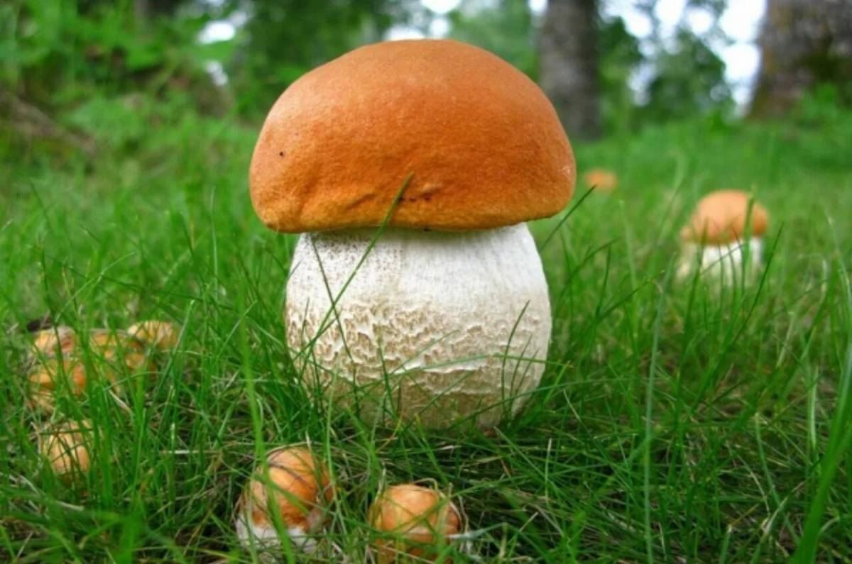 Белый гриб #6