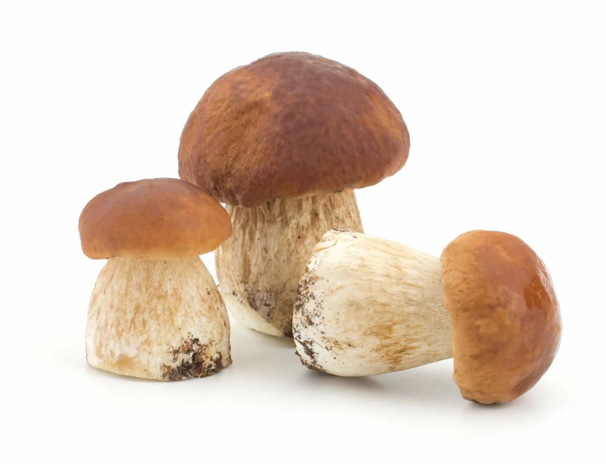 Белый гриб #24