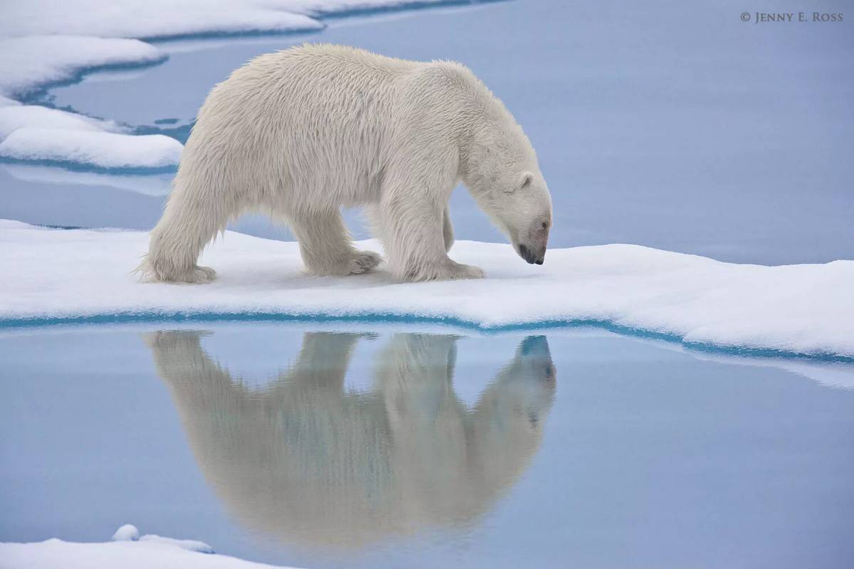 Белый медведь для детей на льдине #16