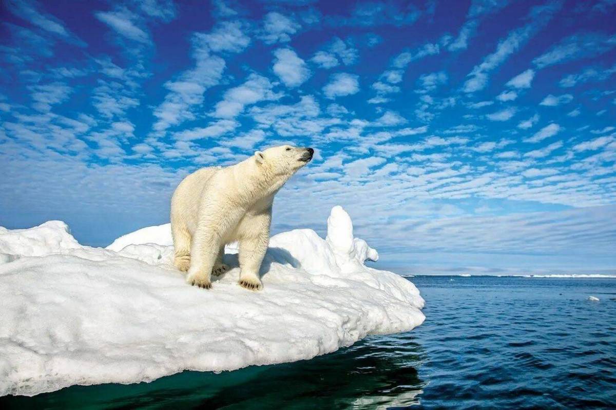 Белый медведь для детей на льдине #29