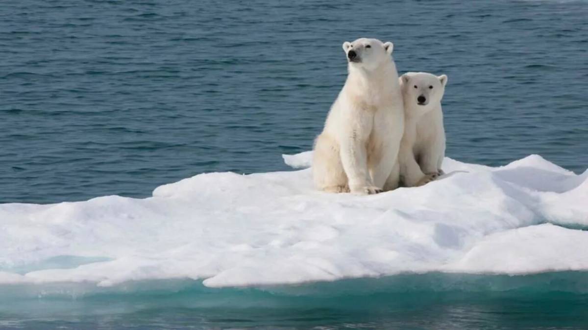 Белый медведь для детей на льдине #32