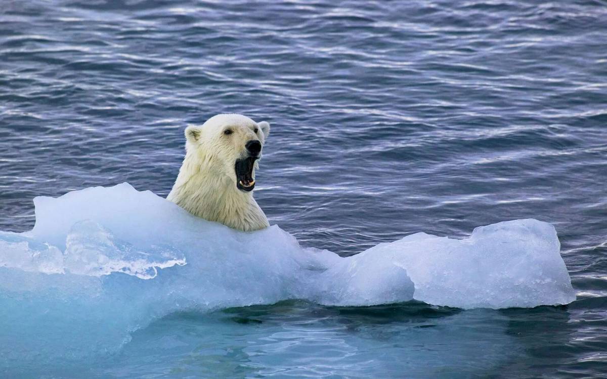 Белый медведь на льдине #3