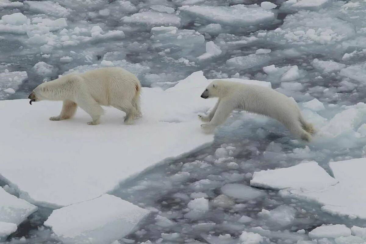 Белый медведь на льдине #7