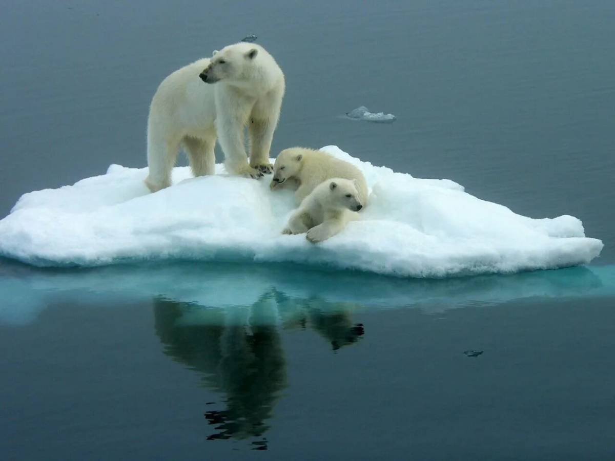 Белый медведь на льдине #8