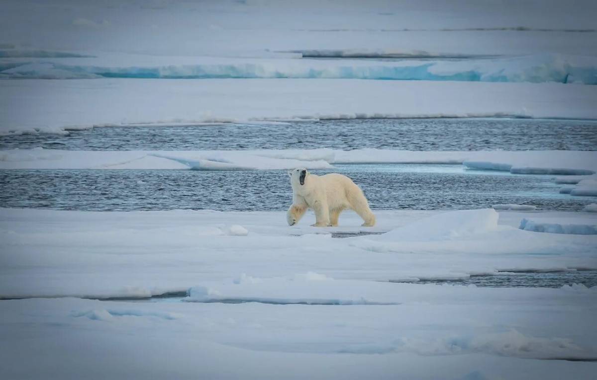 Белый медведь на льдине #9