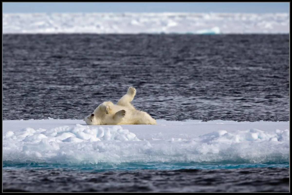 Белый медведь на льдине #10