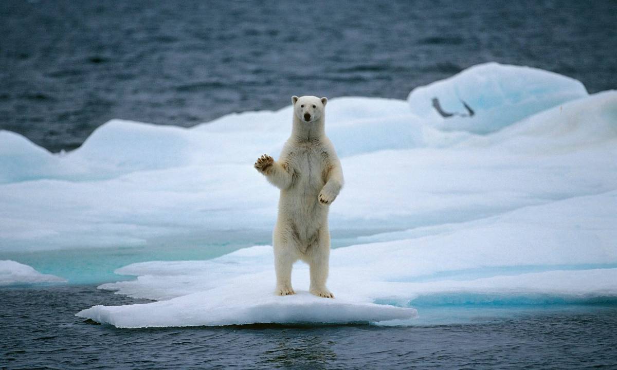Белый медведь на льдине #13