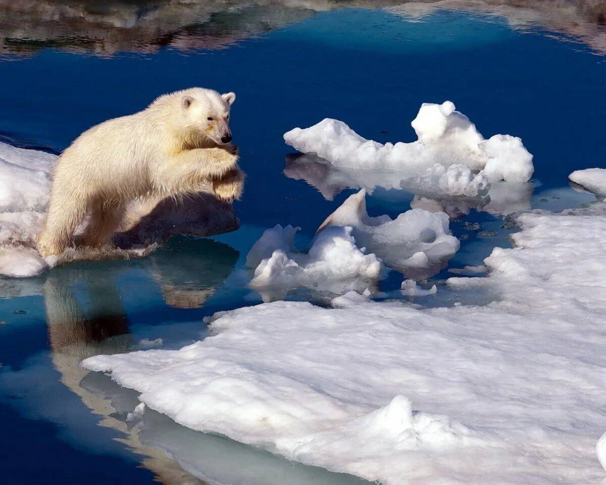 Белый медведь на льдине #15