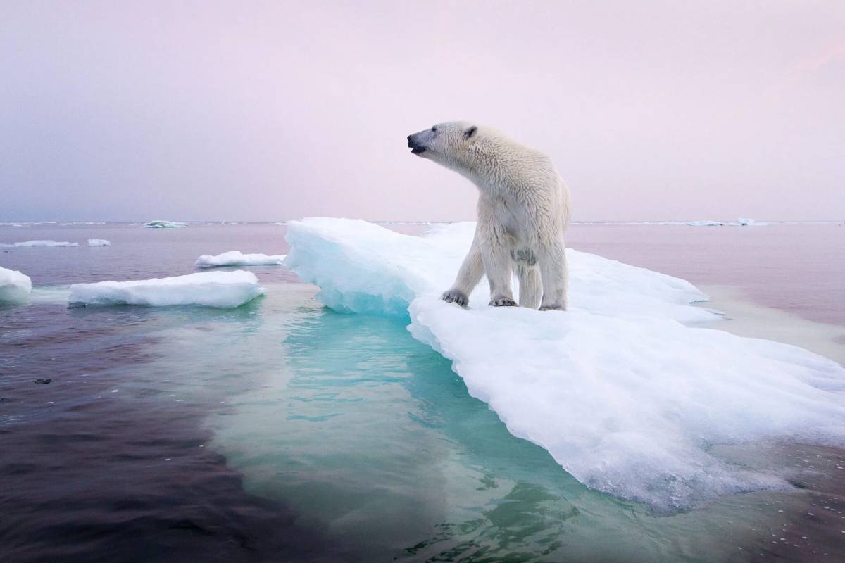 Белый медведь на льдине #18