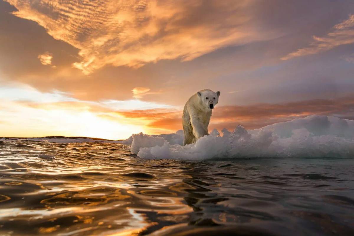 Белый медведь на льдине #19