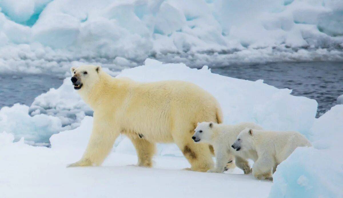 Белый медведь на льдине #21