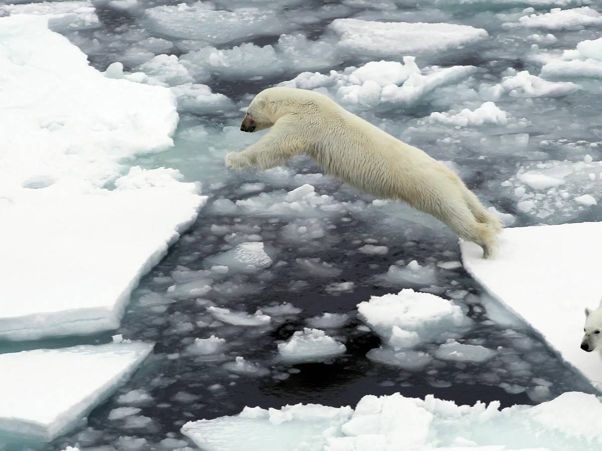 Белый медведь на льдине #22
