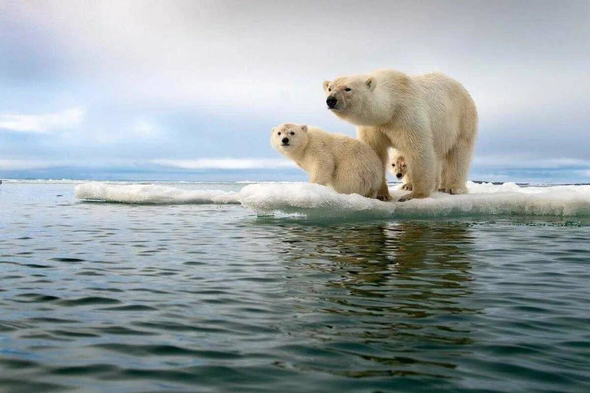 Белый медведь на льдине #23