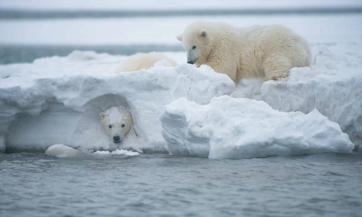 Белый медведь на льдине #25