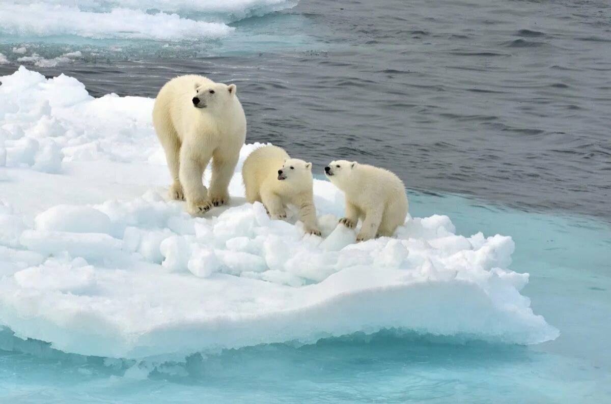 Белый медведь на льдине #26