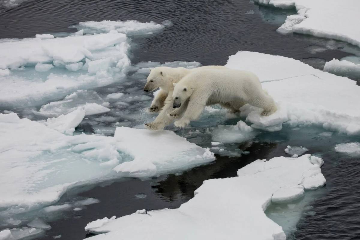 Белый медведь на льдине #28