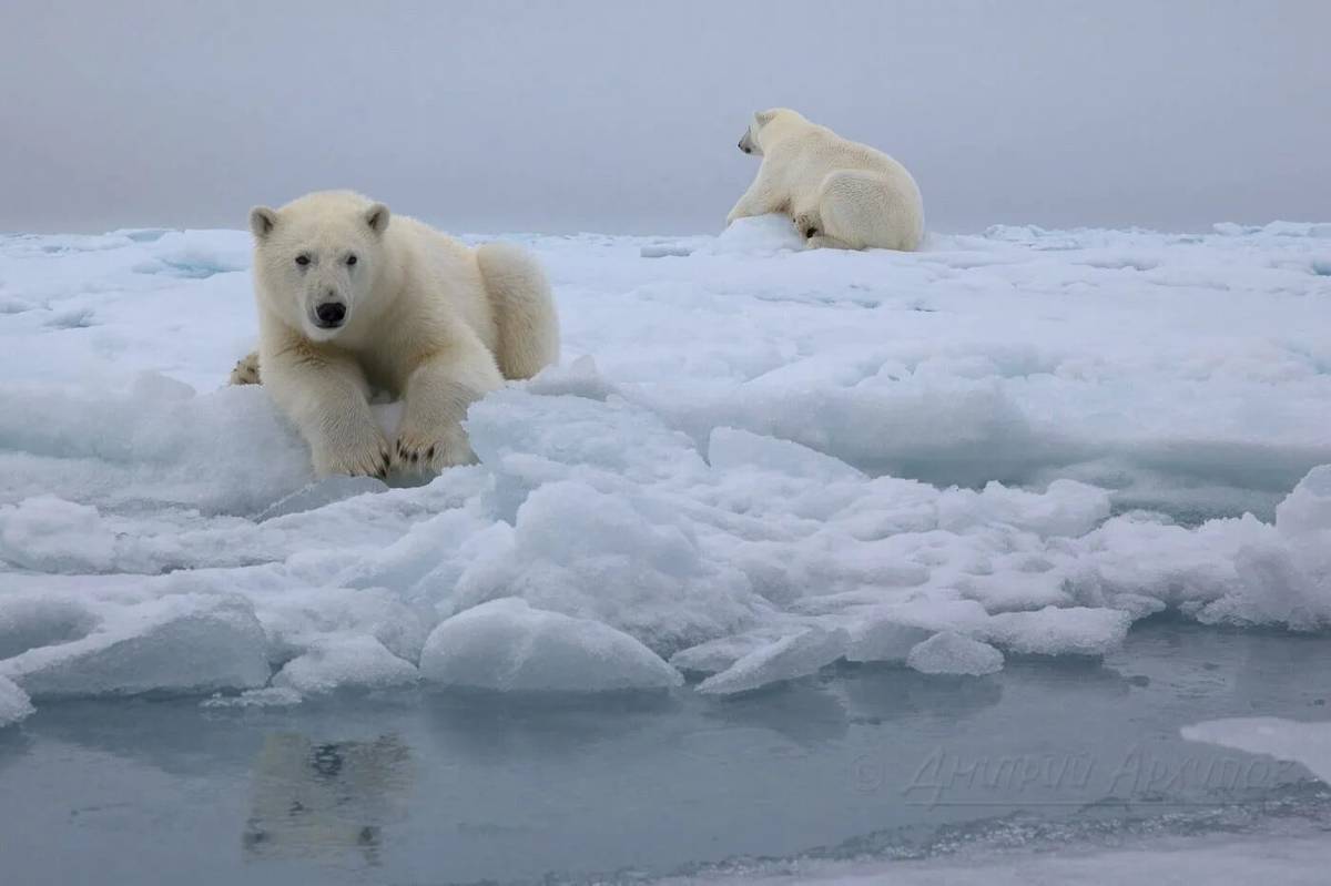 Белый медведь на льдине #30