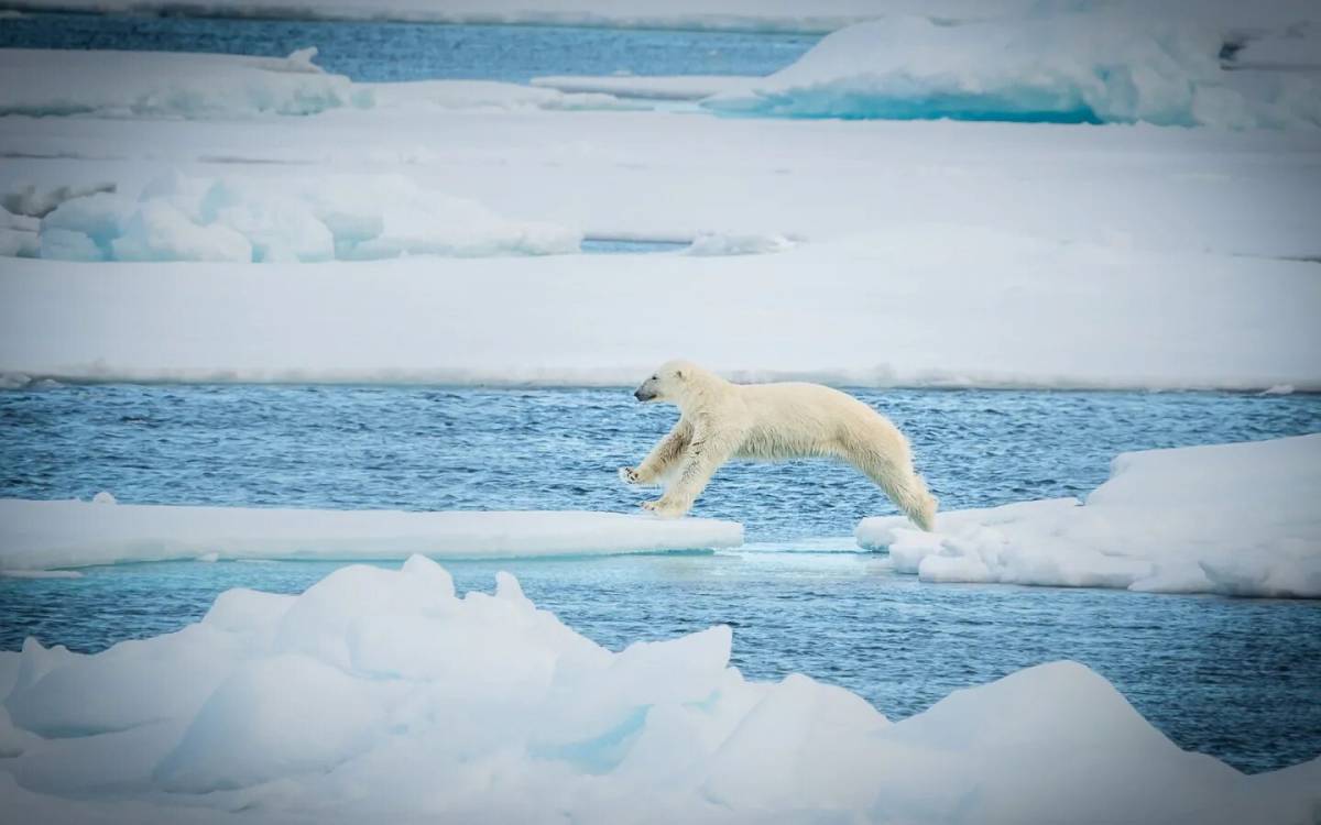 Белый медведь на льдине #31