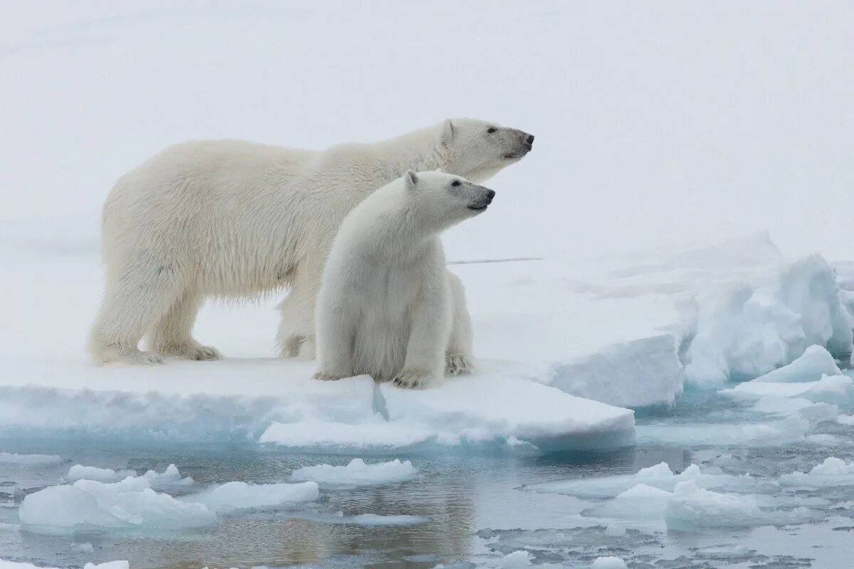Белый медведь на льдине #32