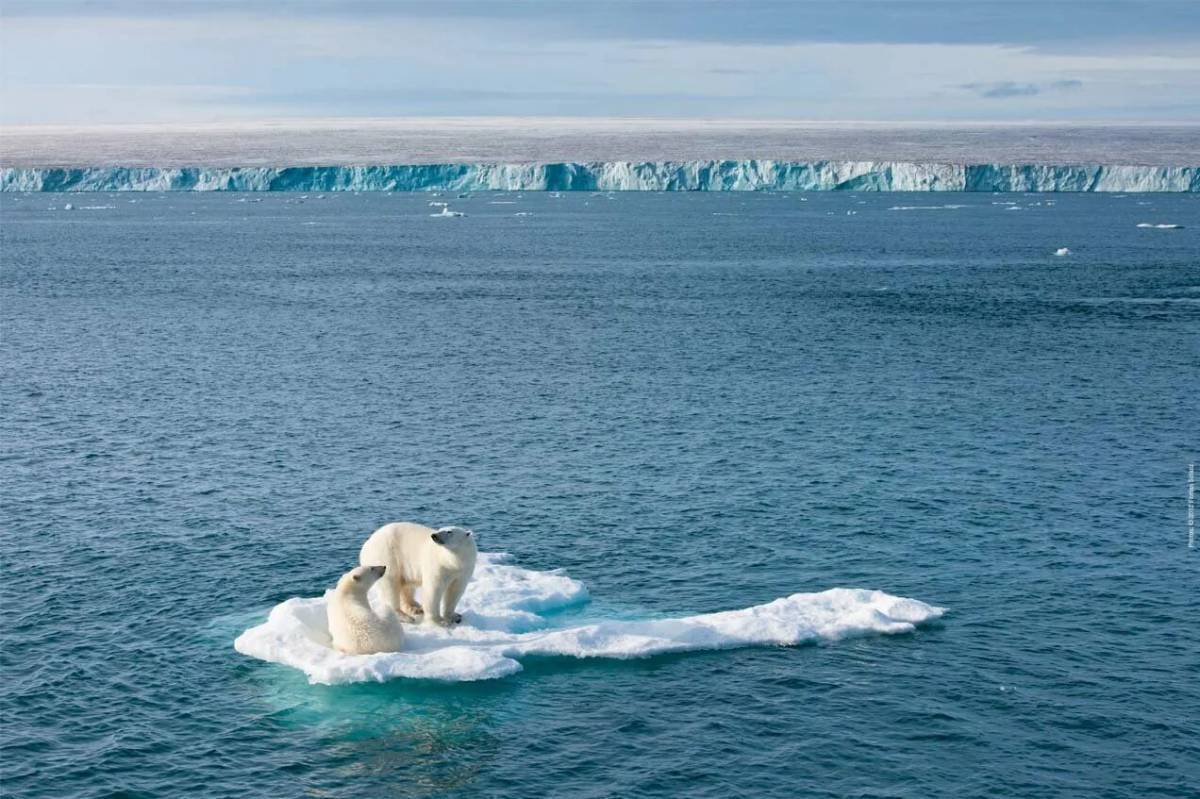 Белый медведь на льдине #33