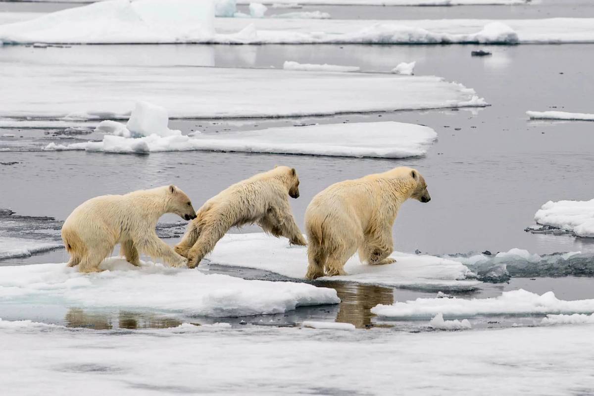 Белый медведь на льдине #34