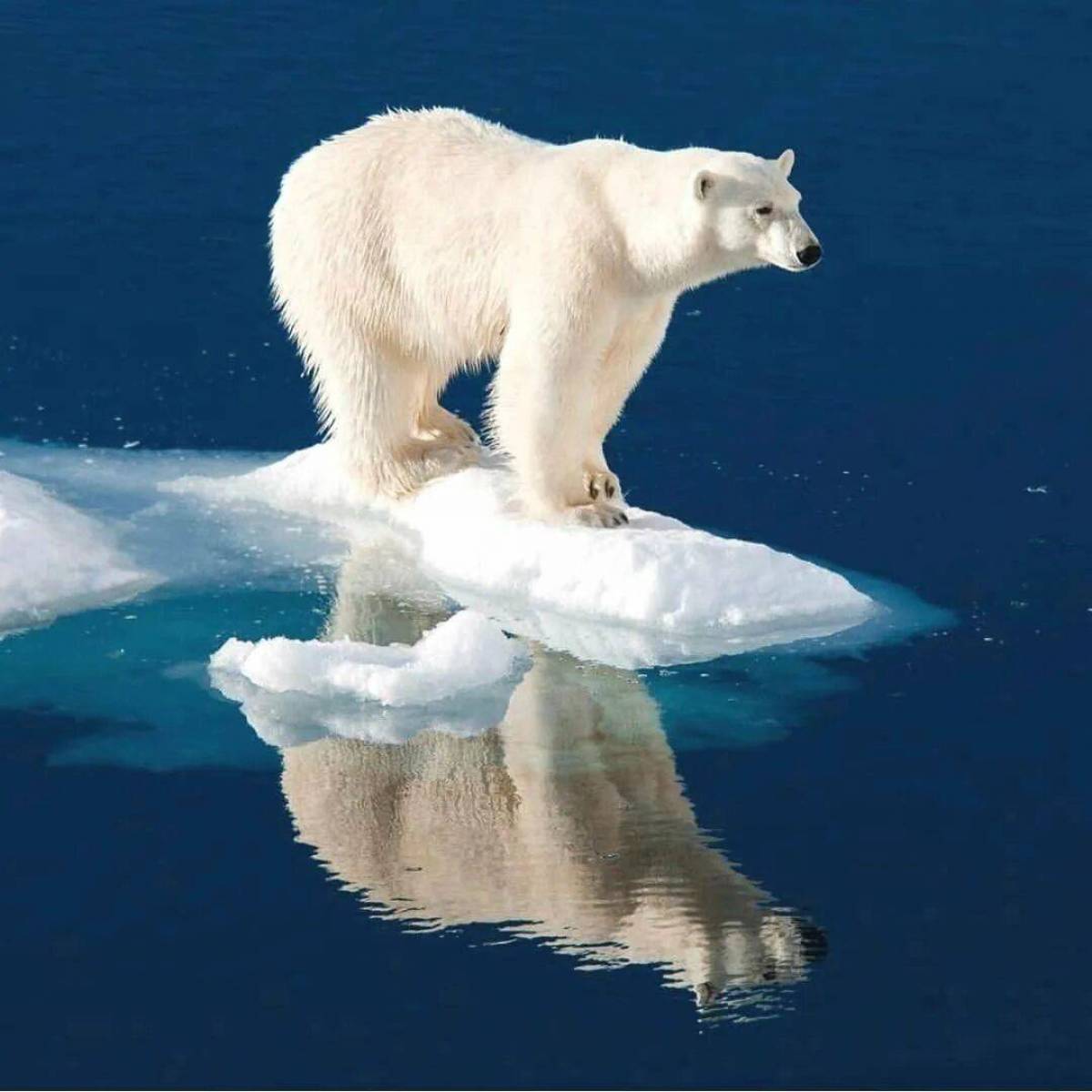 Белый медведь на льдине #35