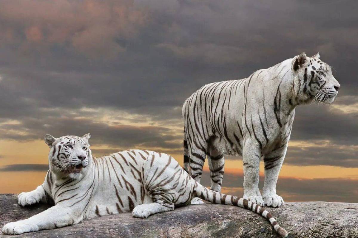 Белый тигр #5