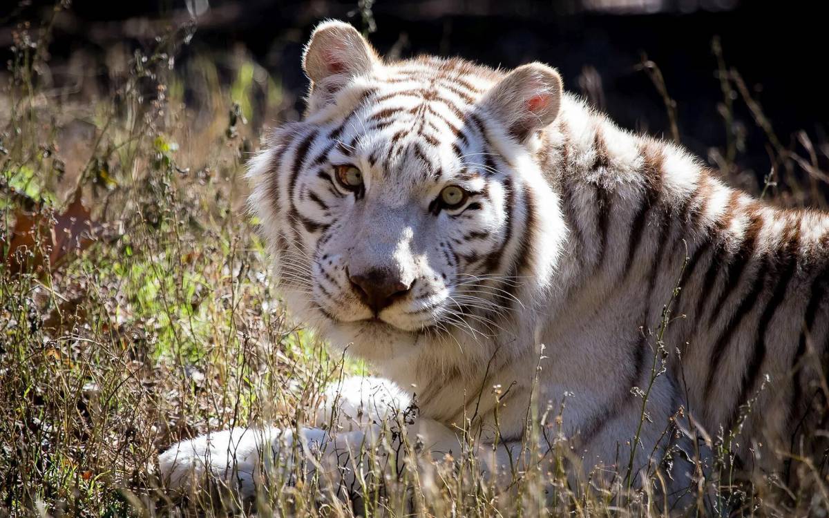 Белый тигр #6