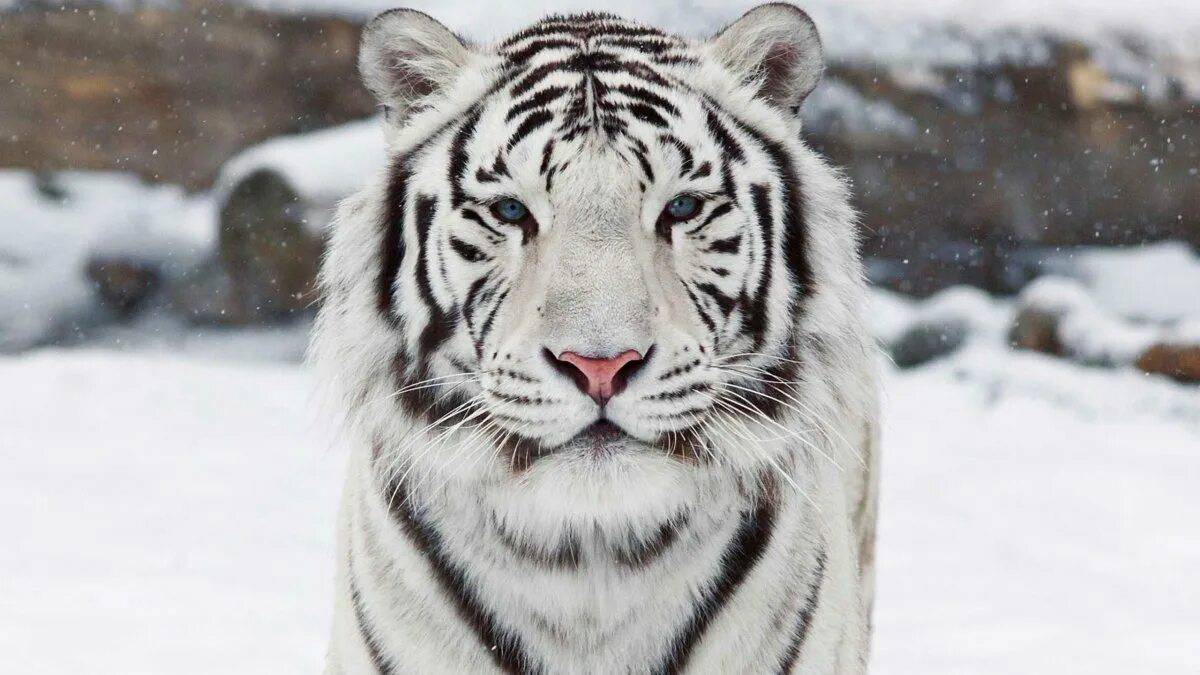 Белый тигр #7