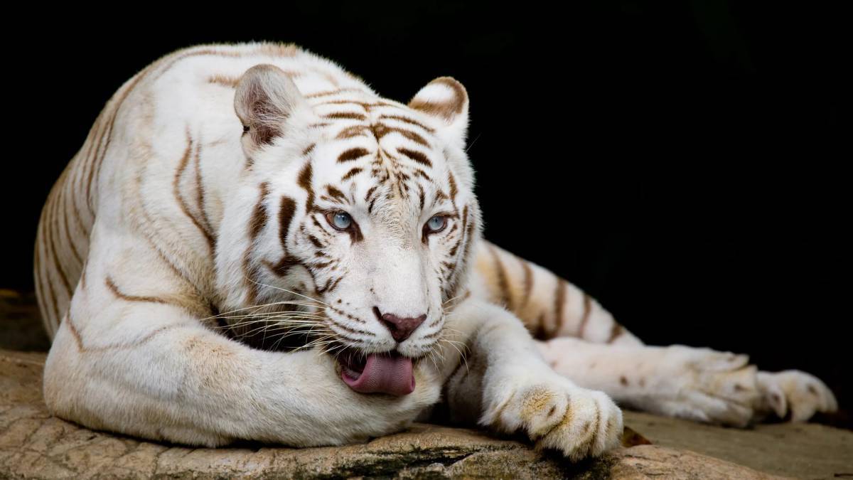 Белый тигр #8