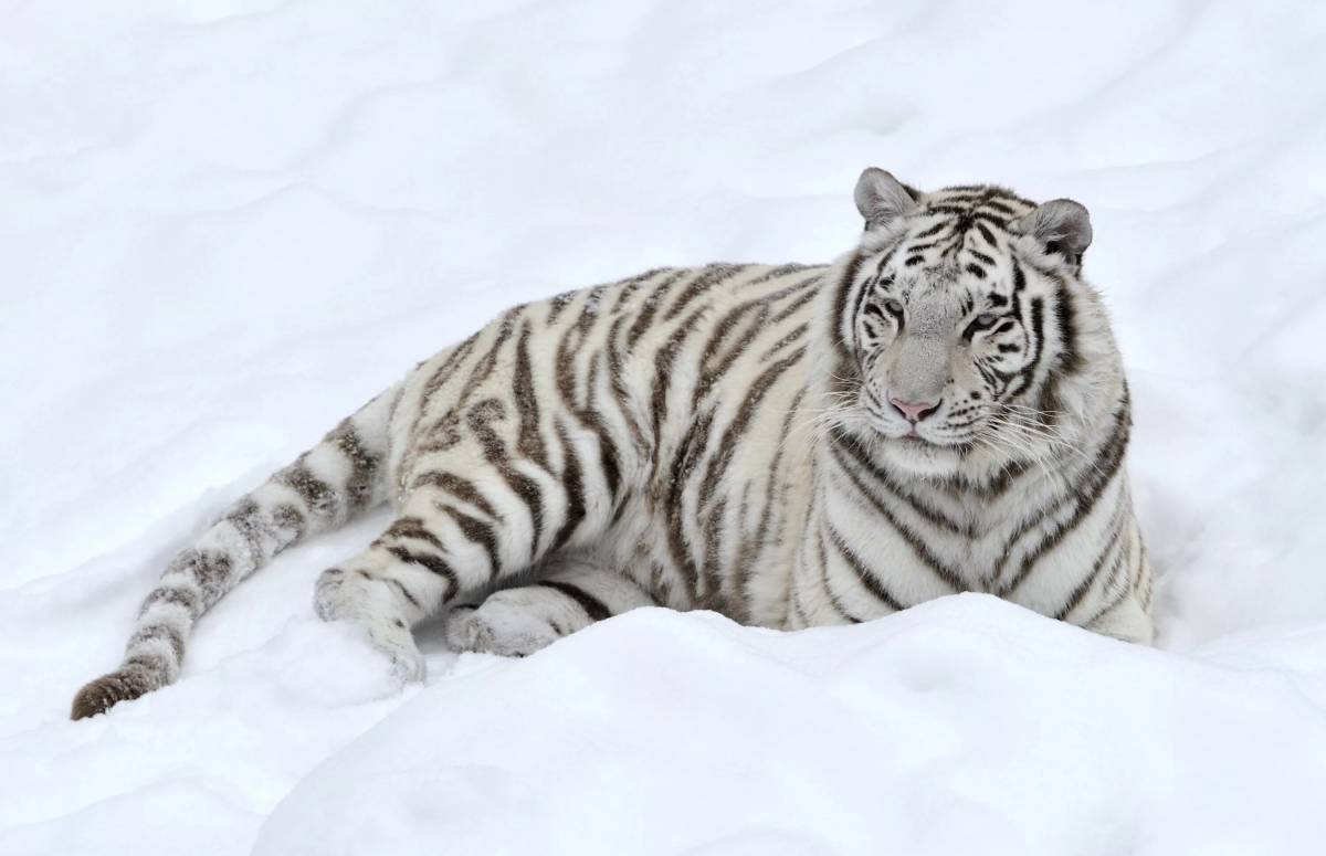 Белый тигр #10