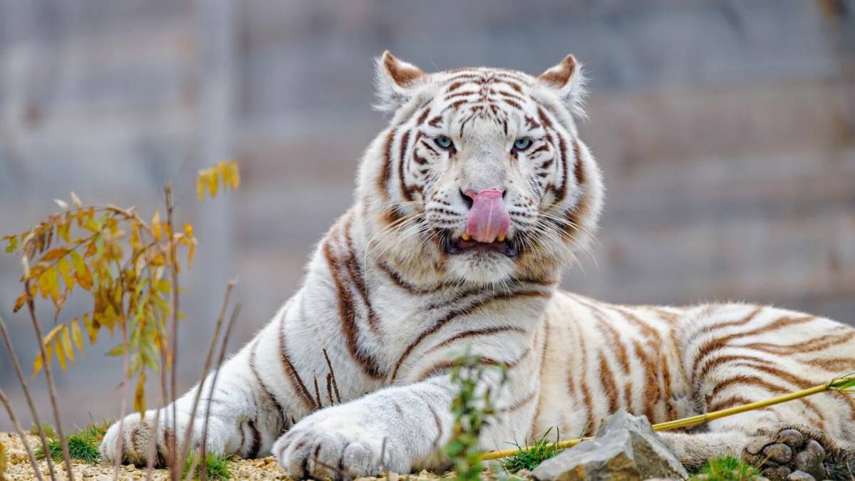 Белый тигр #11
