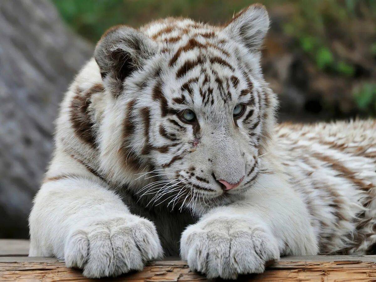 Белый тигр #12