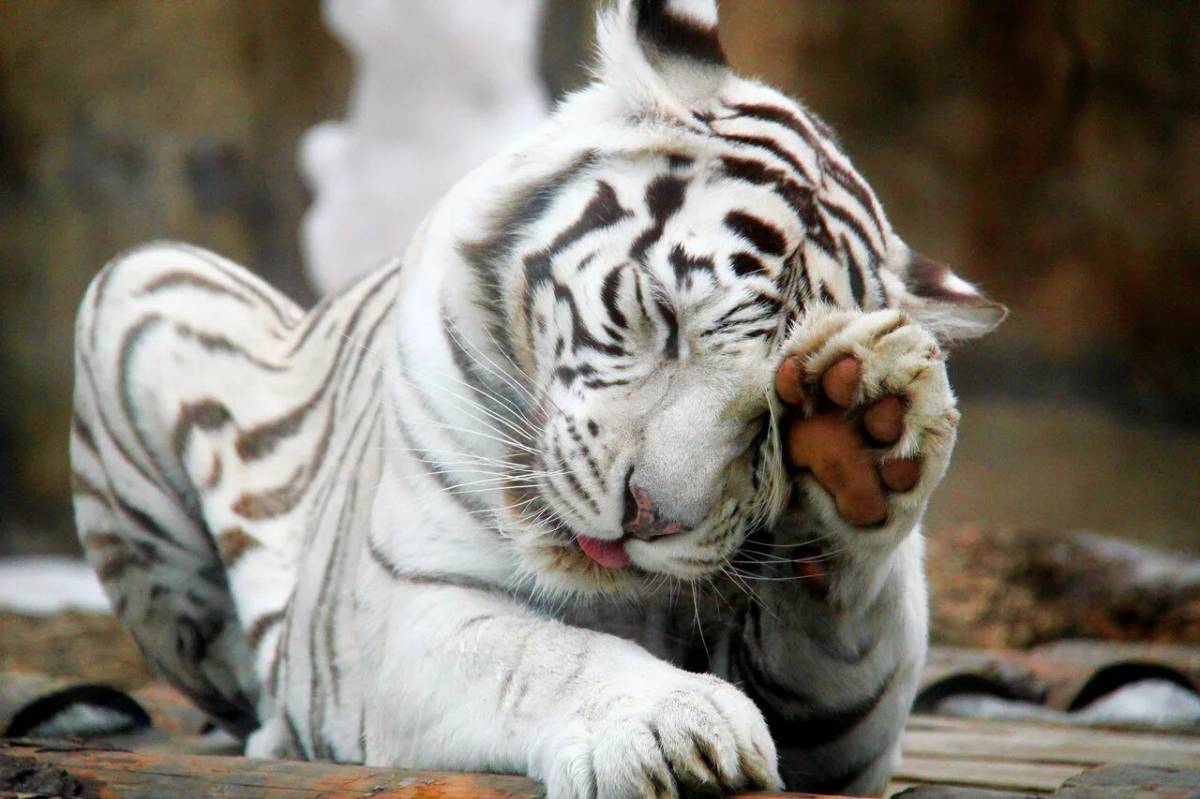 Белый тигр #16