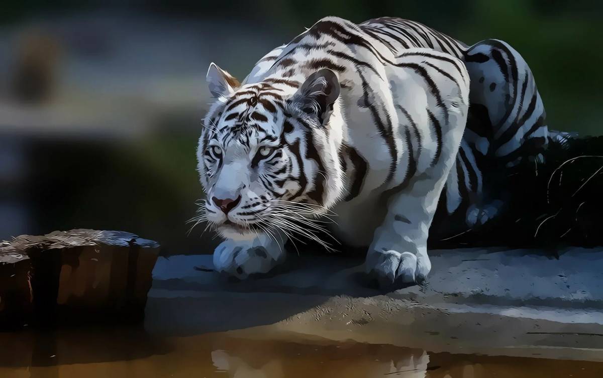 Белый тигр #18