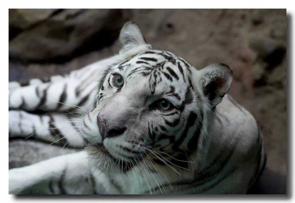 Белый тигр #19