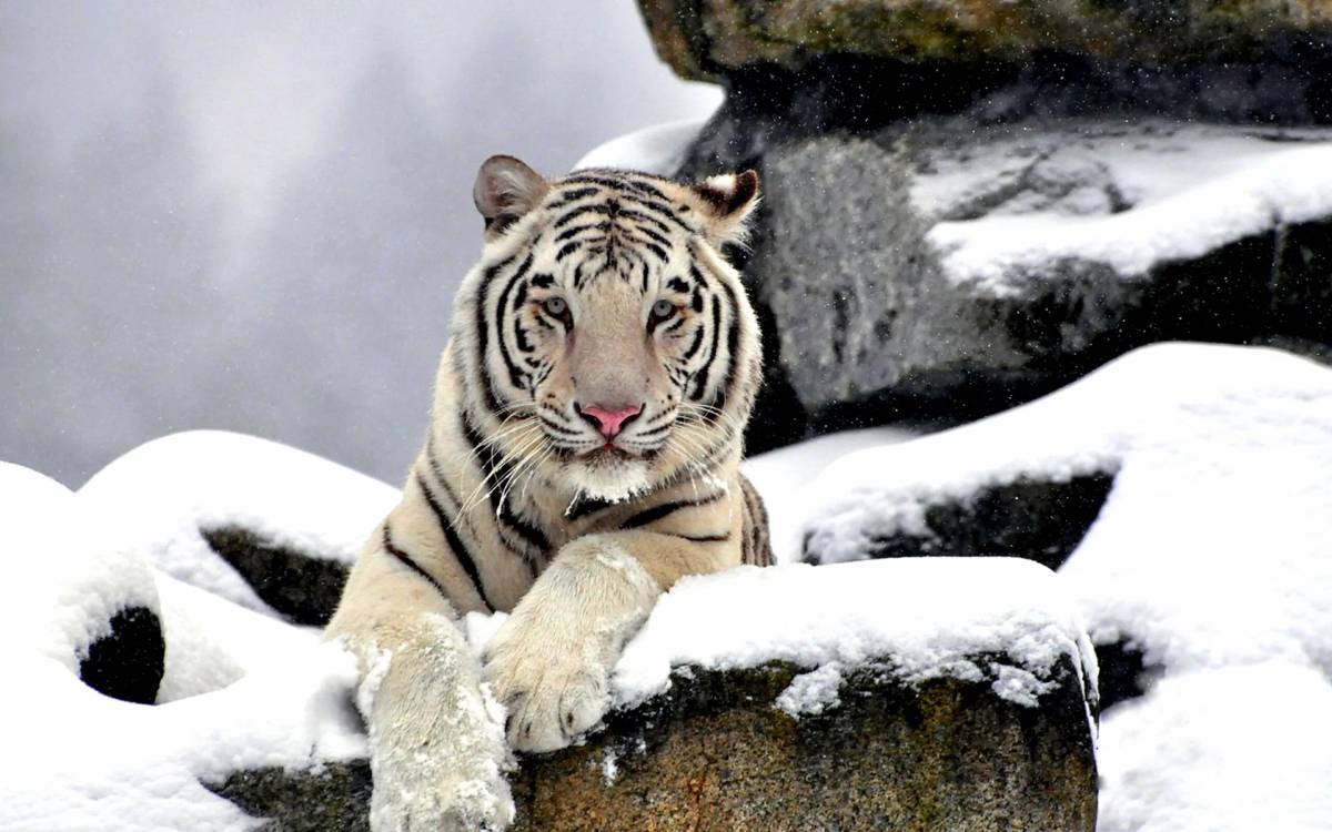 Белый тигр #20