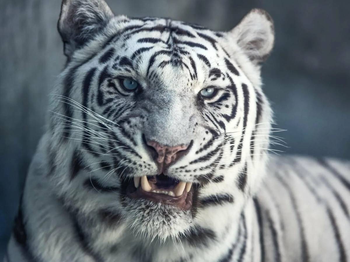 Белый тигр #21