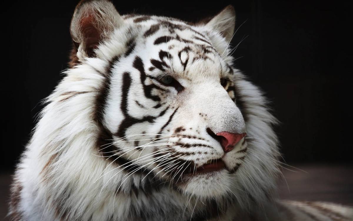 Белый тигр #24