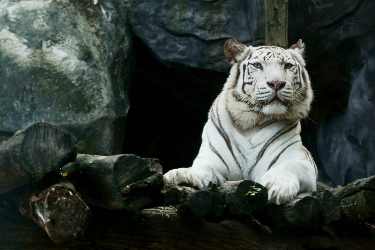 Белый тигр #25
