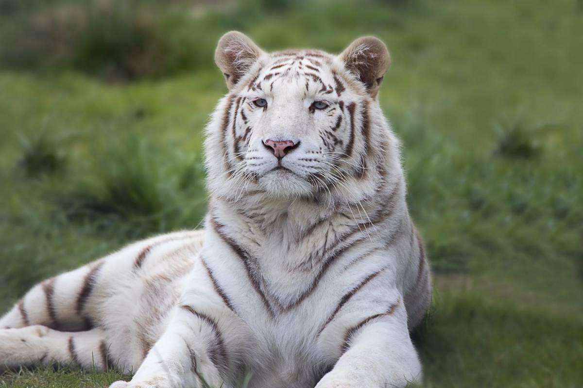 Белый тигр #28