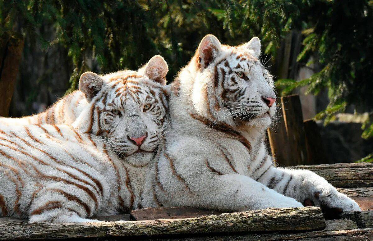 Белый тигр #30