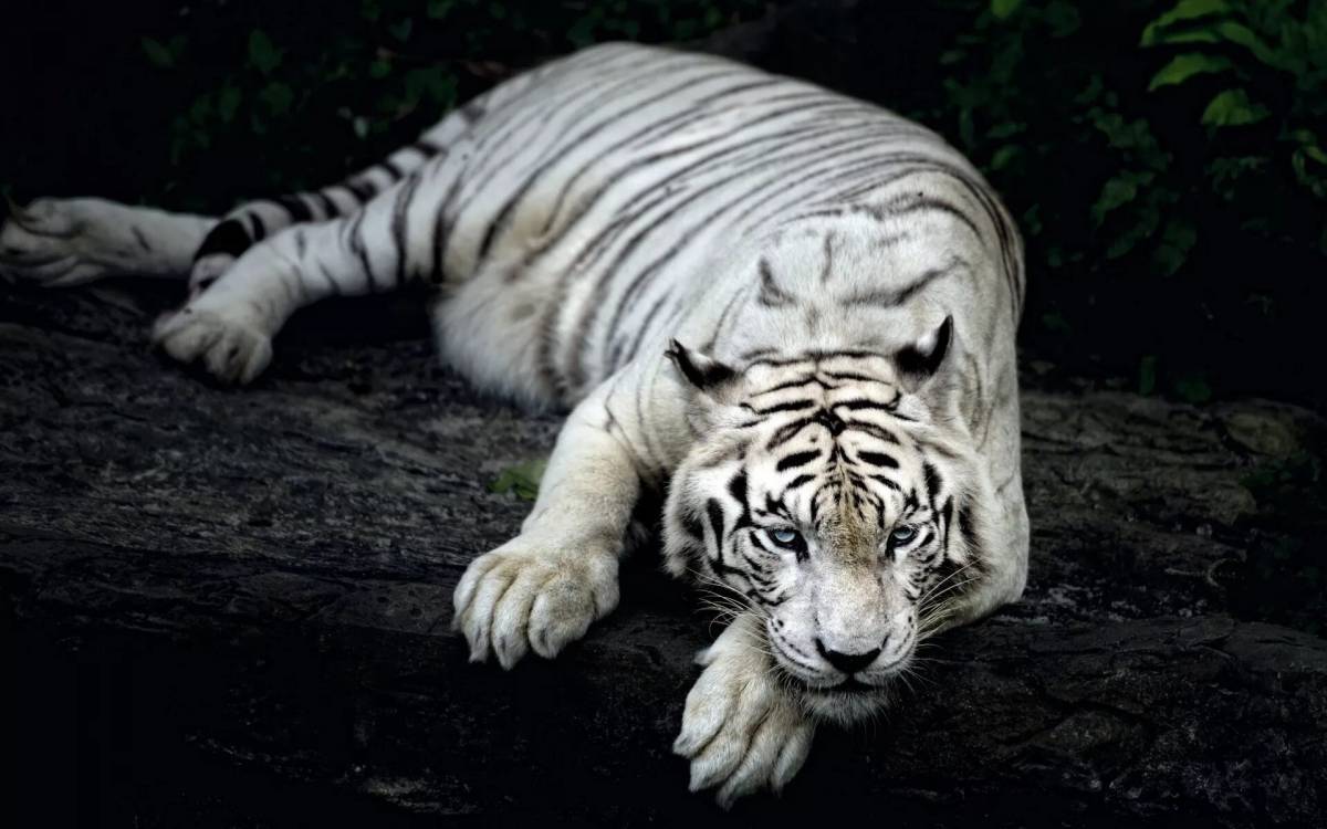 Белый тигр #31