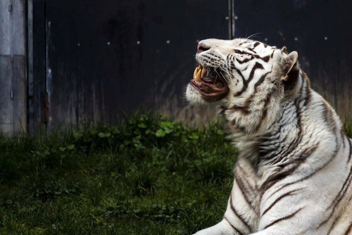 Белый тигр #33