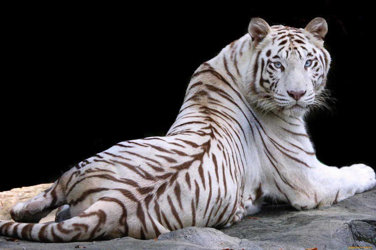 Белый тигр #36