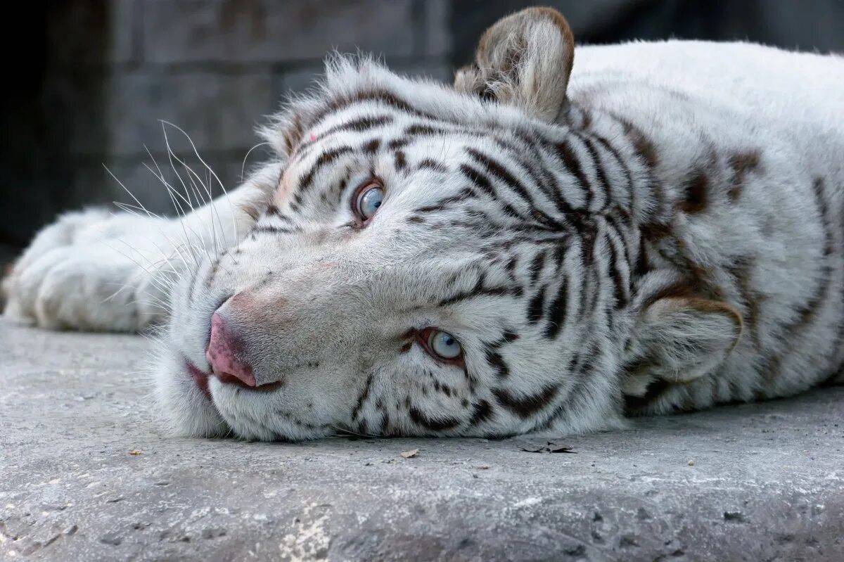 Белый тигр #37